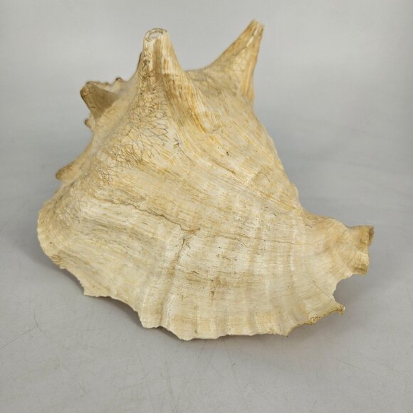 Large Natural Pink Queen Conch Sea Shell Coastal Beach Nautical Decor Tiki 7"x5" - Picture 7 of 13